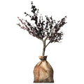 EldergleamSapling.png