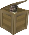 Crate (monkey)