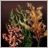 Seaweed