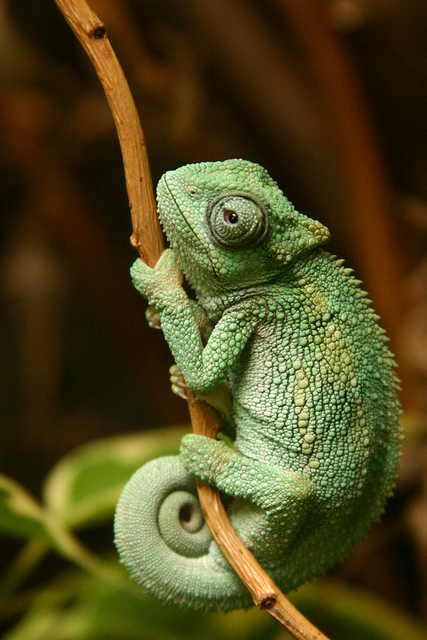 Chameleon - Wild Ones Wiki