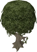 Mastic tree