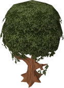 Cinnamon tree