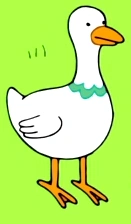 Duck CoC