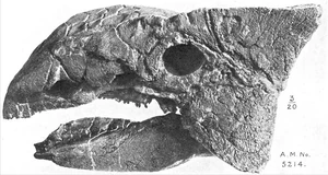 800px-Ankylosaurus skull AMNH-1-