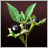 Belladonna
