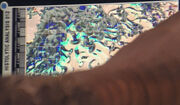Phlox histolytic analysis