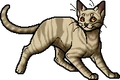 Dawnpelt.apprentice