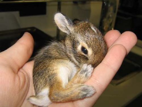 Cutest Bunny Ever