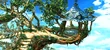 CleyraObservationPointClear