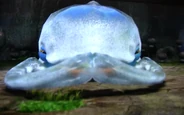 Mawdad head-on