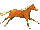 RunningPalomino2