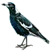 Item magpie 01