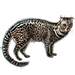 Item asianpalmcivet 01