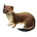 Item stoat 01