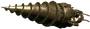 Drill plain