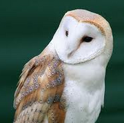 Barn owl