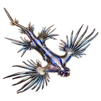 Huge item seaslug 01