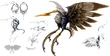 Condor-artwork-ffx