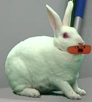200px-Bunnyr