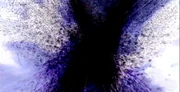 Insect2