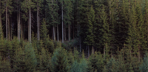 Large Forest