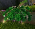 DreamleafBush.jpg