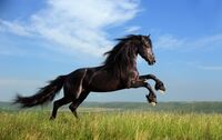 Horse1