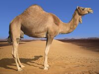 Camel1
