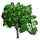 Japanese Fern Tree-icon
