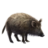 Huge item sardinianwildboar 01
