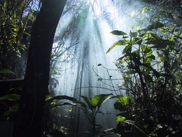 Jungle1