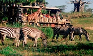 Kilimanjaro Safaris