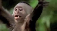 Littlemonkey