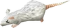 Cave mouse detail