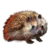 Item daurianhedgehog 01