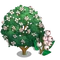 Snowberry Tree-icon