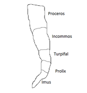 Orientus in 23 102