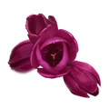 FlowerHeads.png