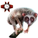 Item loris 01