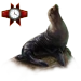 Item guadalupefurseal 01