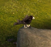 Plainshawk