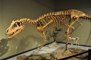 Deltadromeus skeleton