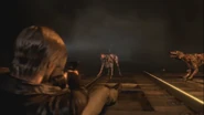 Dog10