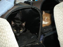 Cats backseat