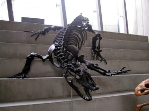 Megalania skeleton