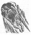 Al-mi'raj.JPG