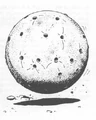 Ascomoid.JPG