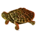 Item cooter 01