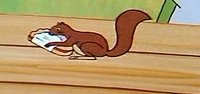 Squirrel DPW
