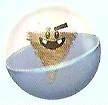 Tweester Capsule